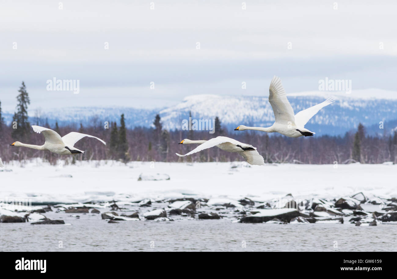 Trois cygnes chanteurs battant avec une montagne en arrière-plan, Gällivare, en Laponie suédoise, Suède Banque D'Images