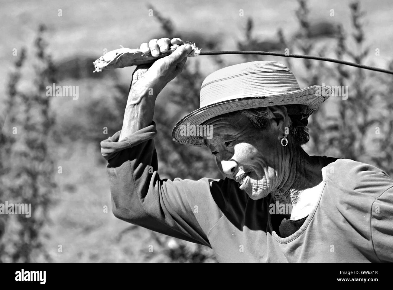 Vieille Femme avec un fouet stick de battre la laine dans le désert de Gobi, Mongolie Banque D'Images