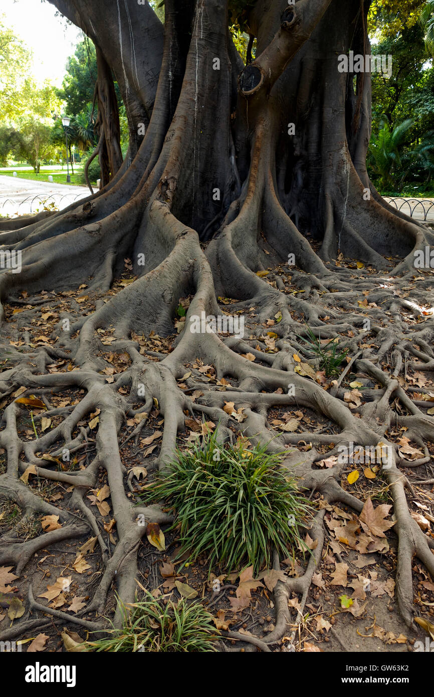 Racines d'un Moreton Bay fig, banyan Ficus macrophylla, australien, parc de Séville, Andalousie, espagne. Banque D'Images