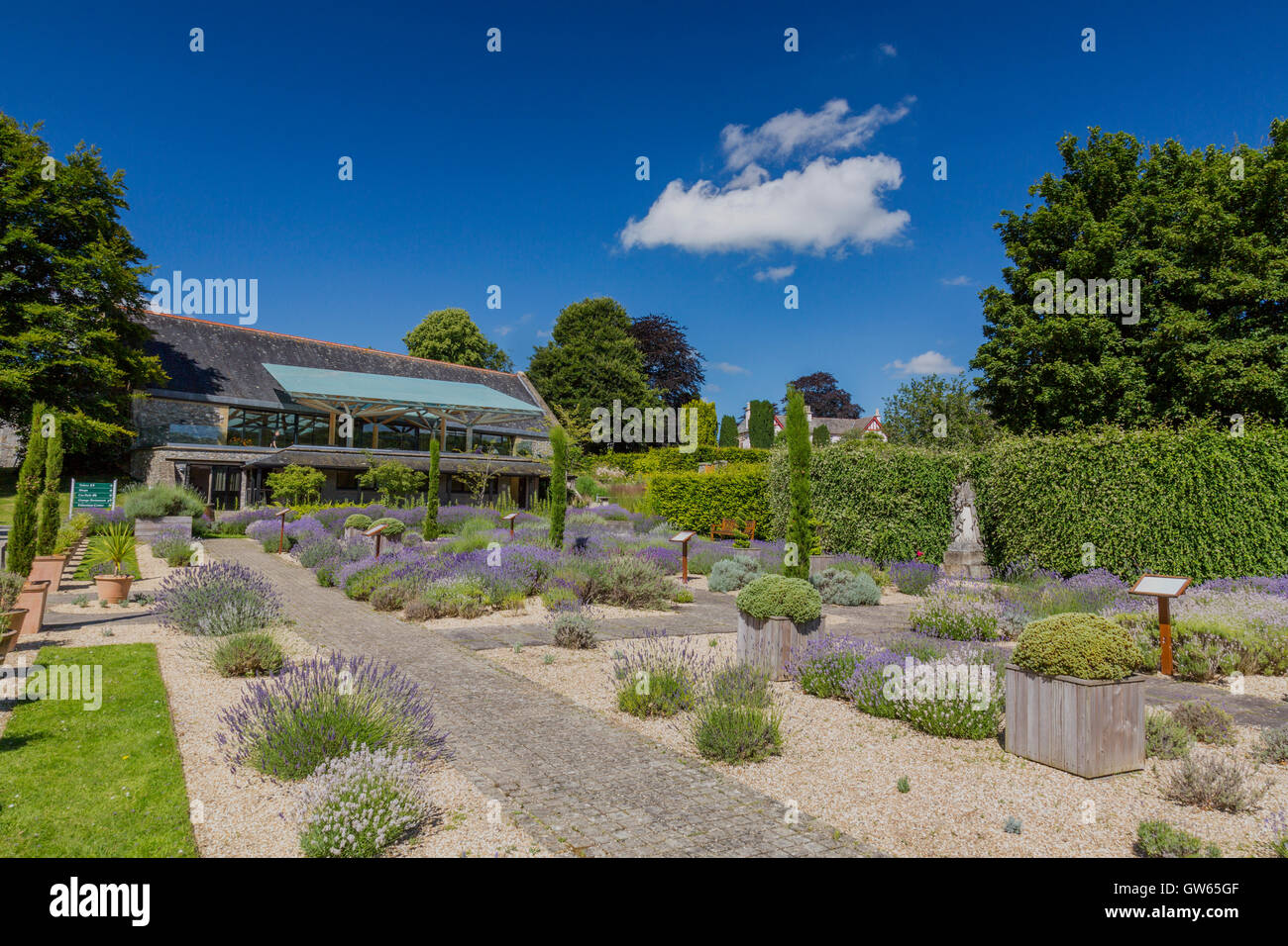 Le jardin de lavande à l'abbaye de Buckfast (terminé en 1938), un monastère bénédictin de Totnes, Devon, England, UK Banque D'Images