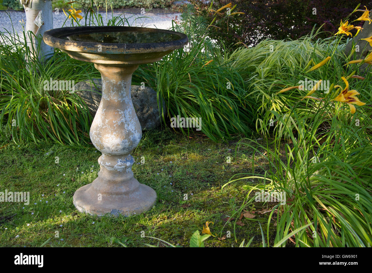 Bain d'oiseaux dans un jardin luxuriant Banque D'Images