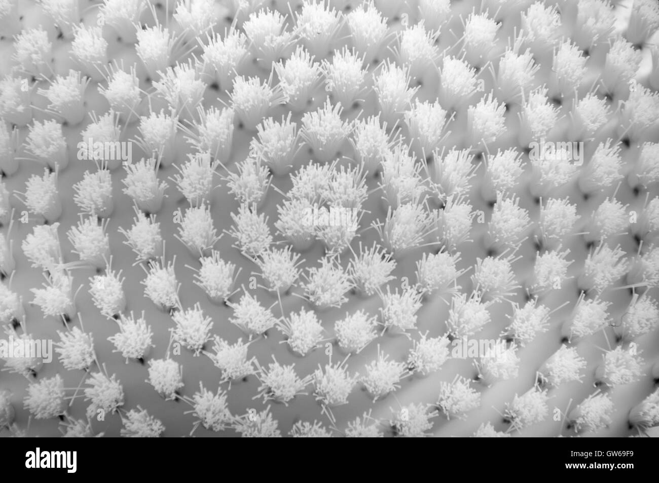 pinceau blanc Banque D'Images