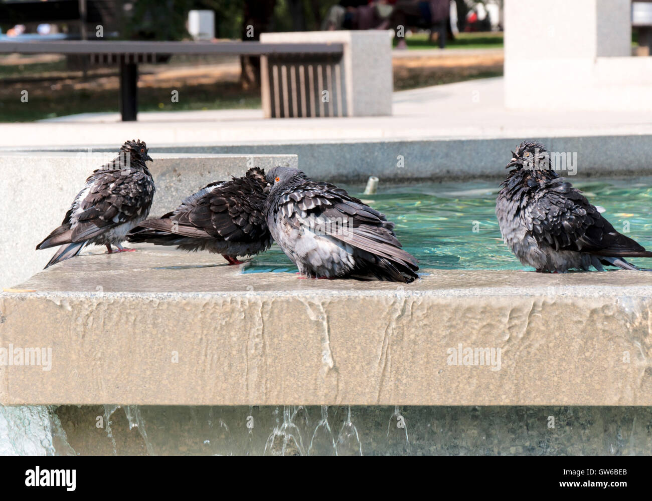 Pigeons humides Banque D'Images