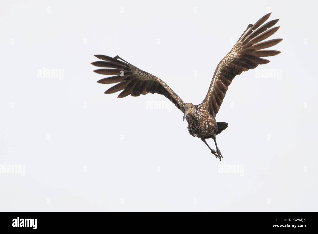 Aramus guarauna Limpkin (vol), Cypress Lake, Florida, USA Banque D'Images