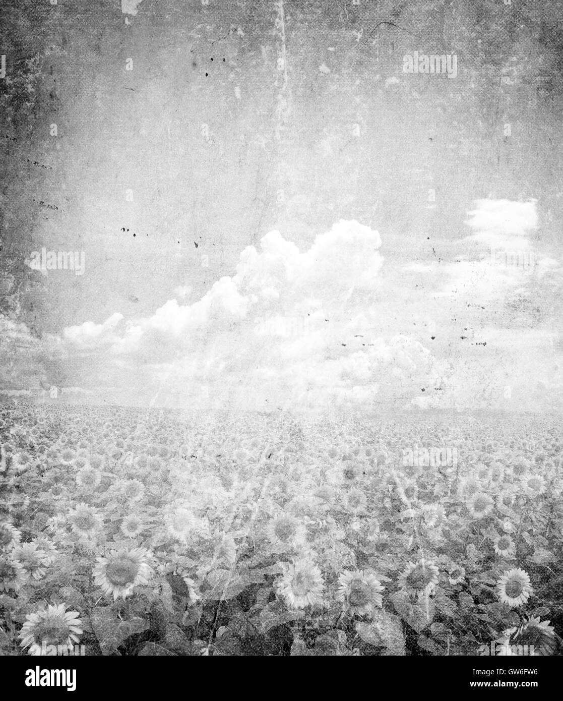 champ de tournesols Banque D'Images
