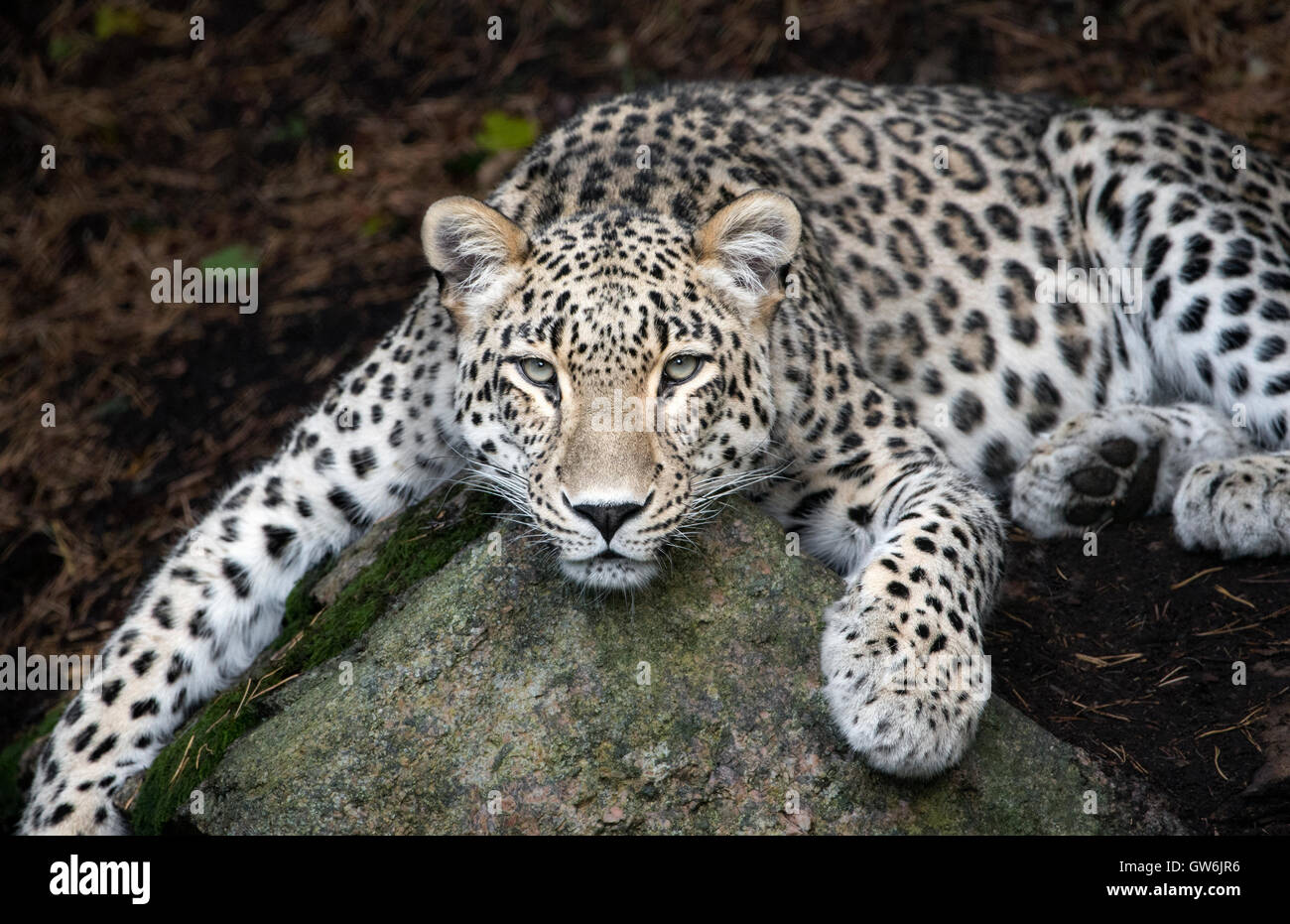 Persan mâle leopard Banque D'Images
