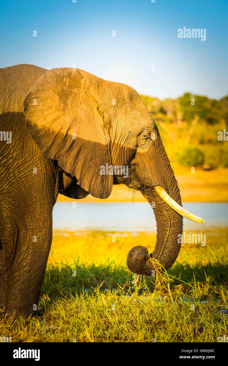 Portrait de l'éléphant avec de l'eau, la moitié de la ligne et demi sec humide Banque D'Images