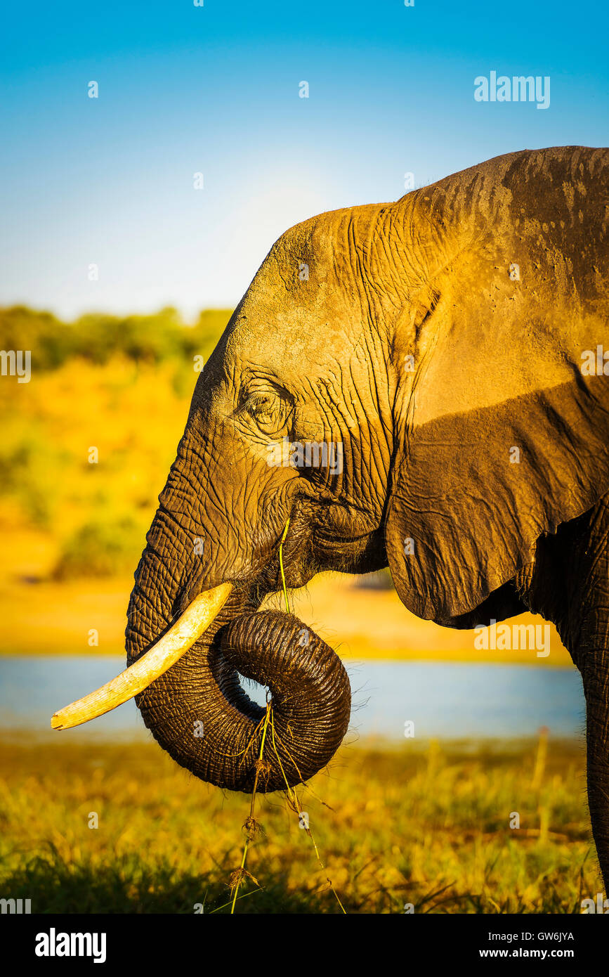 Portrait de l'éléphant avec de l'eau, la moitié de la ligne et demi sec humide Banque D'Images