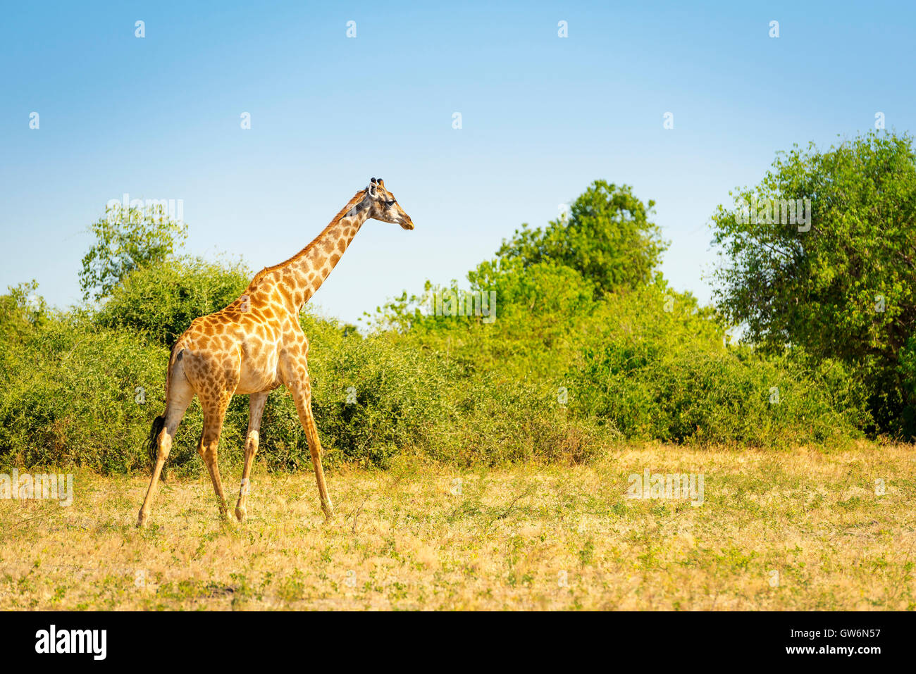 Girafe marche sur les plaines au fin fond de l'Afrique Banque D'Images