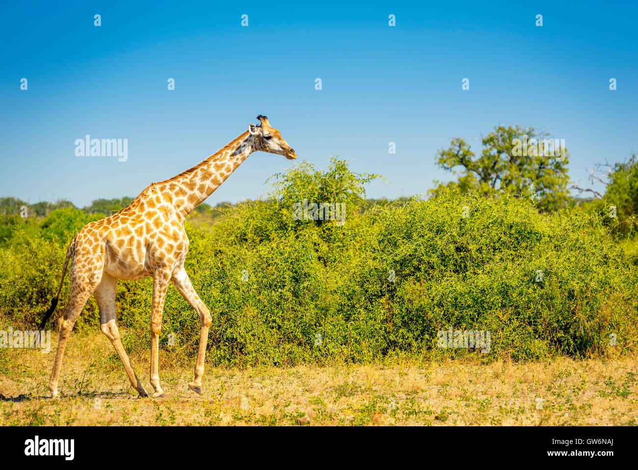 Girafe marche sur les plaines au fin fond de l'Afrique Banque D'Images