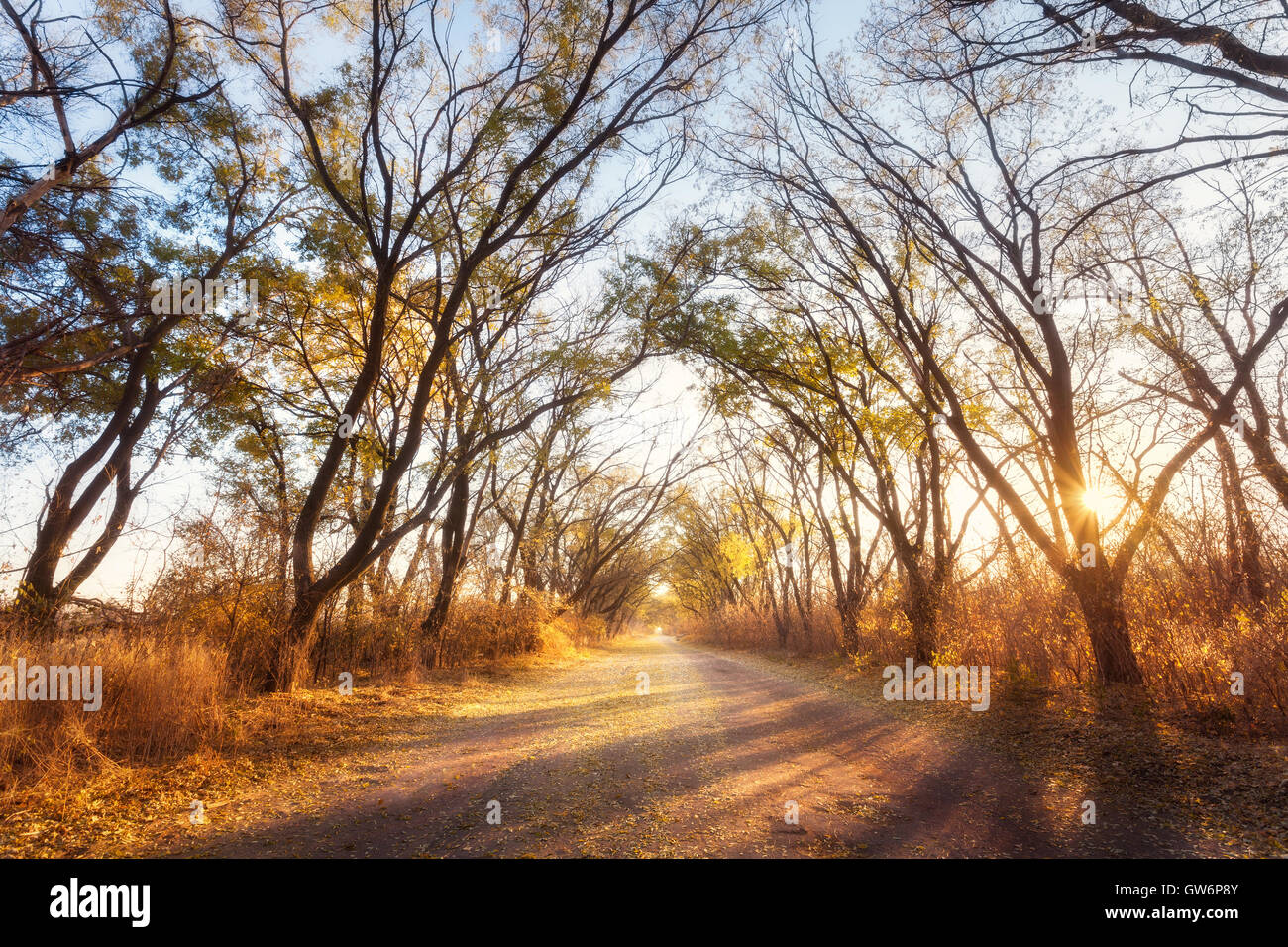 Forêt d'automne. Route de campagne avec la forêt au coucher du soleil. Paysage avec des arbres colorés, chemin rural, feuilles d'oranger et de ciel bleu. Billet d Banque D'Images