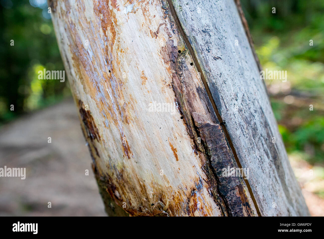 Détail d'un tronc d'arbre Banque D'Images