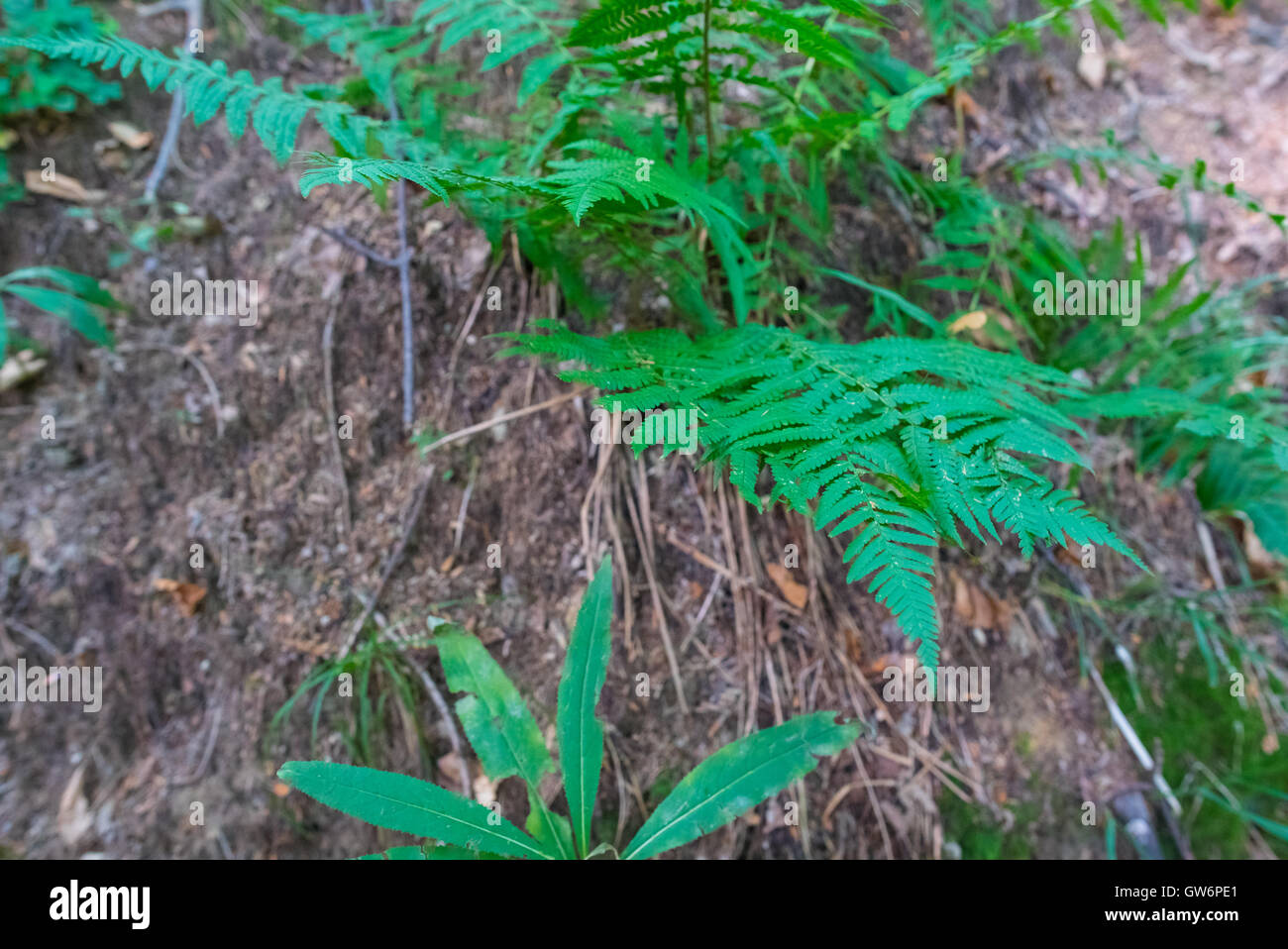 Plante verte et les feuilles Banque D'Images