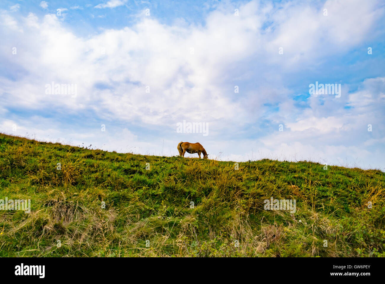 Cheval sauvage dans un paysage de montagne Banque D'Images