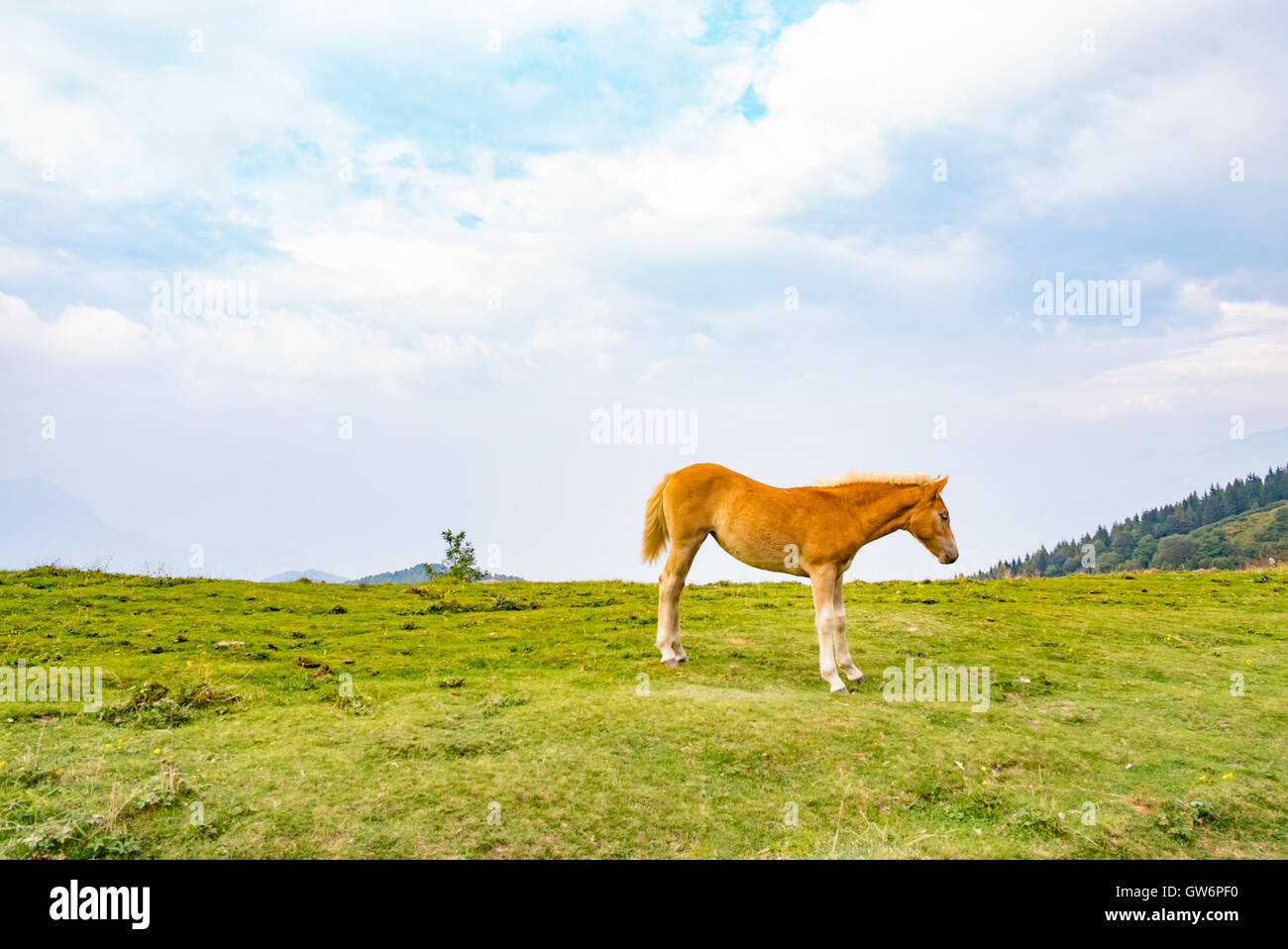 Cheval sauvage dans un paysage de montagne Banque D'Images
