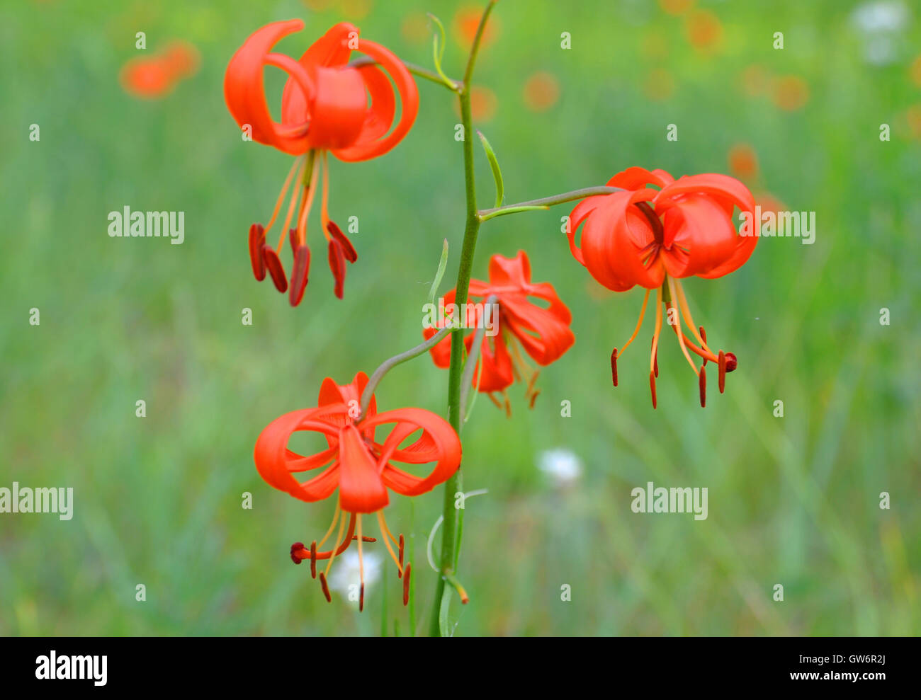 Lily sauvage de Mongolie, Lilium pumilum Banque D'Images