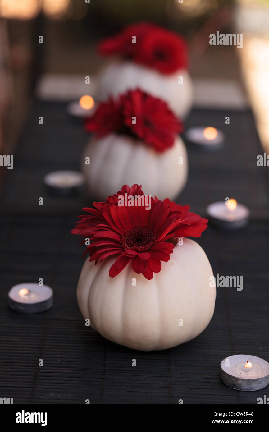 Les gerberas rouge blanc sculpté dans Casper citrouilles sur un tableau noir avec bougies blanches à la période des fêtes. Banque D'Images