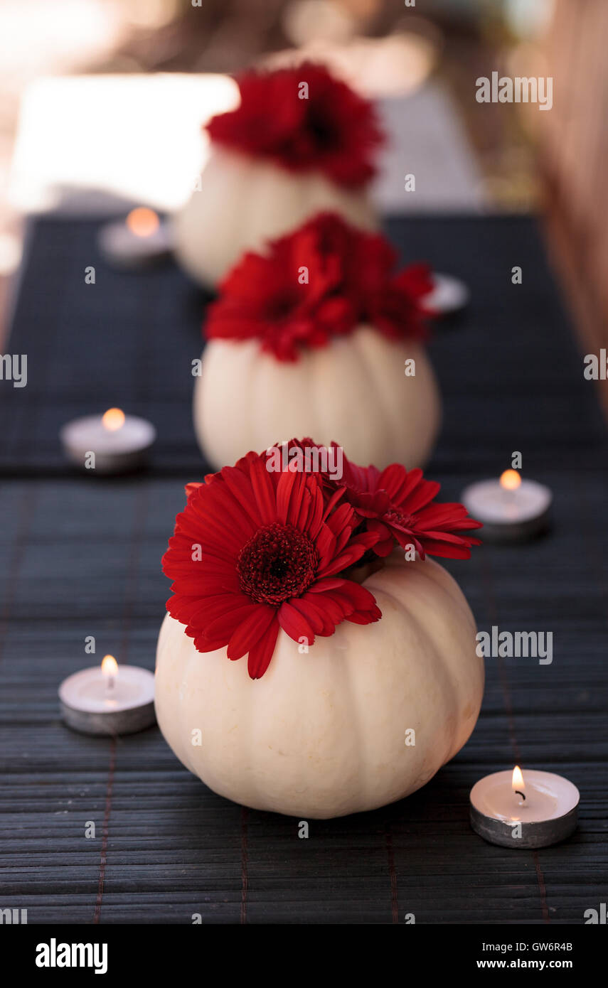 Les gerberas rouge blanc sculpté dans Casper citrouilles sur un tableau noir avec bougies blanches à la période des fêtes. Banque D'Images