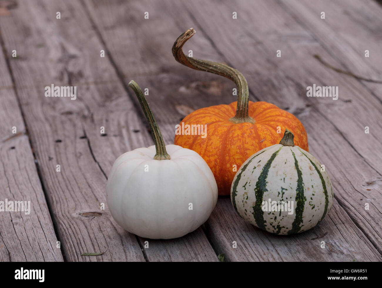 Casper blanc à côté d'une citrouille citrouille orange et vert et blanc gourd sur une table de pique-nique en bois rustique à l'automne. Banque D'Images