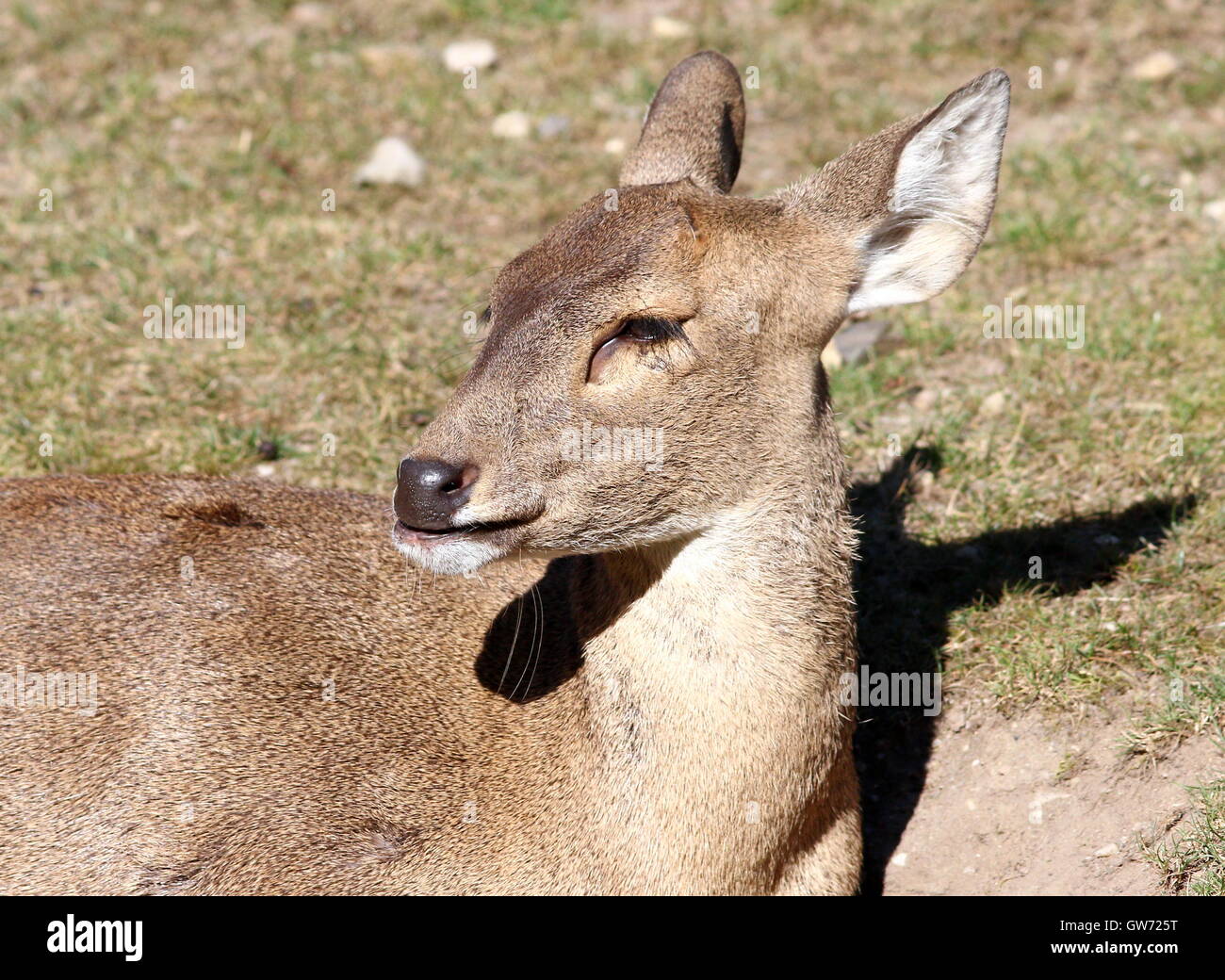 Femelle au repos du porc Indiens deer (Axis Porcinus, Hyelaphus porcinus), gros plan de la tête Banque D'Images