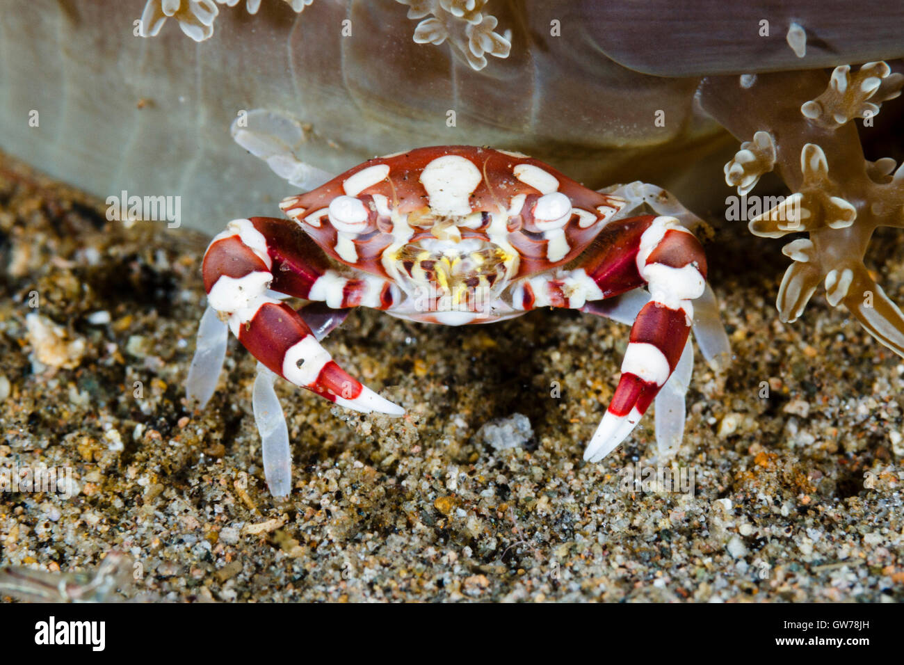 Dumaguete, Philippines. 12 Sep, 2016. Ces créatures inhabituelles ont été repérés au cours d'une journée de plongée muck off Dumaguete aux Philippines. Un filtre de crabe Arlequin rss sur le fond marin de sable, Dumaguete, Philippines. Credit : Ed Brown/Alamy Live News Banque D'Images