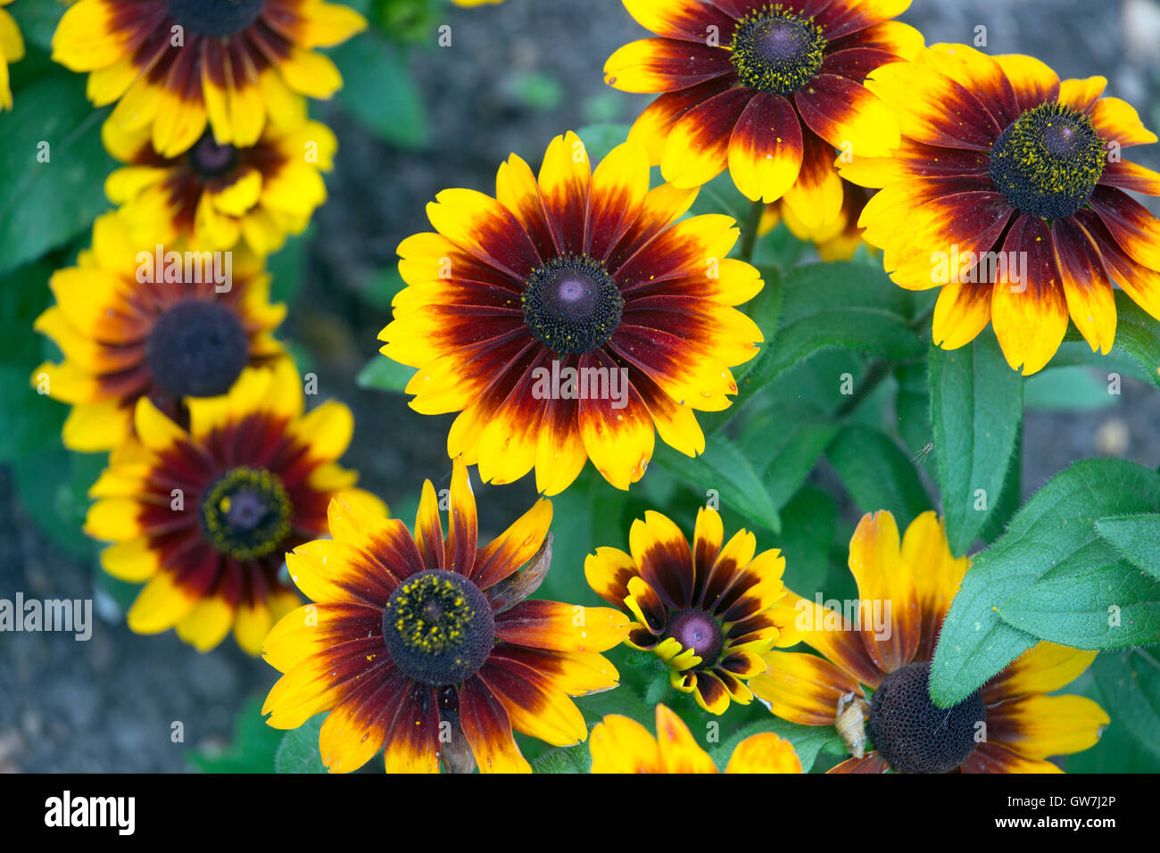 Rudbeckia nain de jardin rustique mélangé à la frontière Banque D'Images