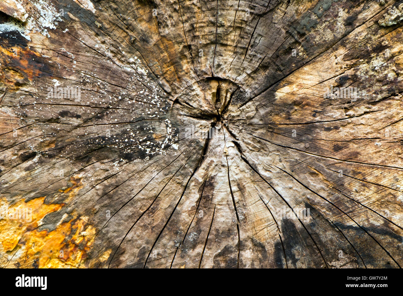Vieux bois pourri texture full frame close up Banque D'Images