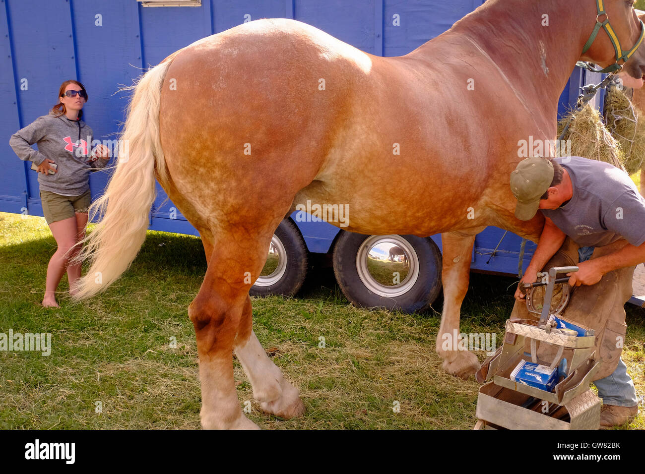 Chaussures un maréchal-ferrant un cheval dans la préparation d'un concours à un county fair Banque D'Images