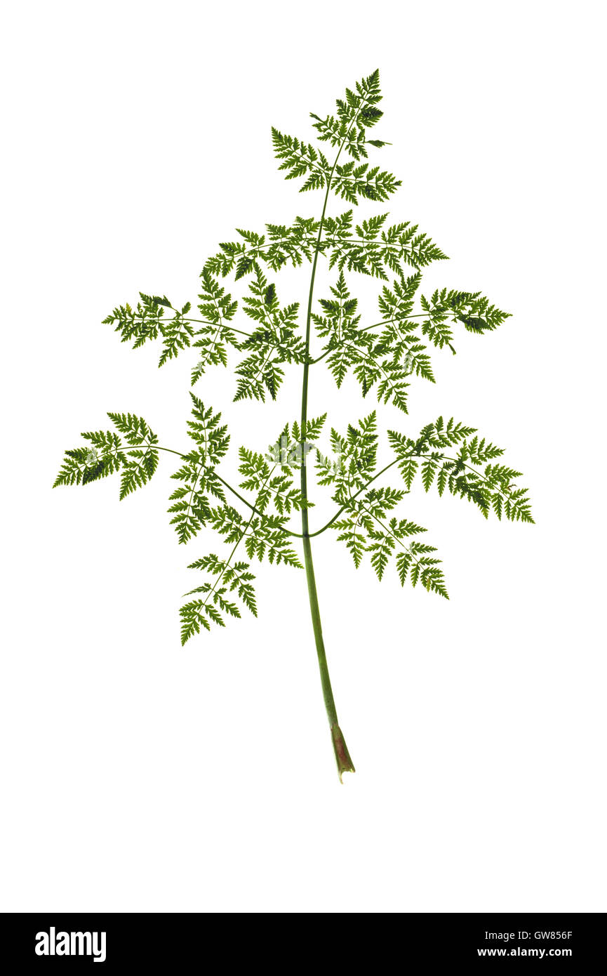 - Hemlock Conium maculatum Banque D'Images