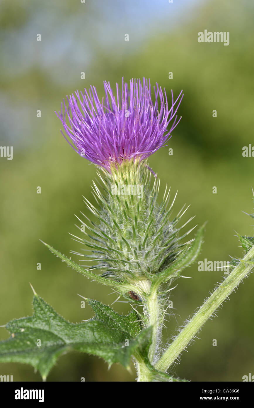 Spear Thistle - Cirsium vulgare Banque D'Images