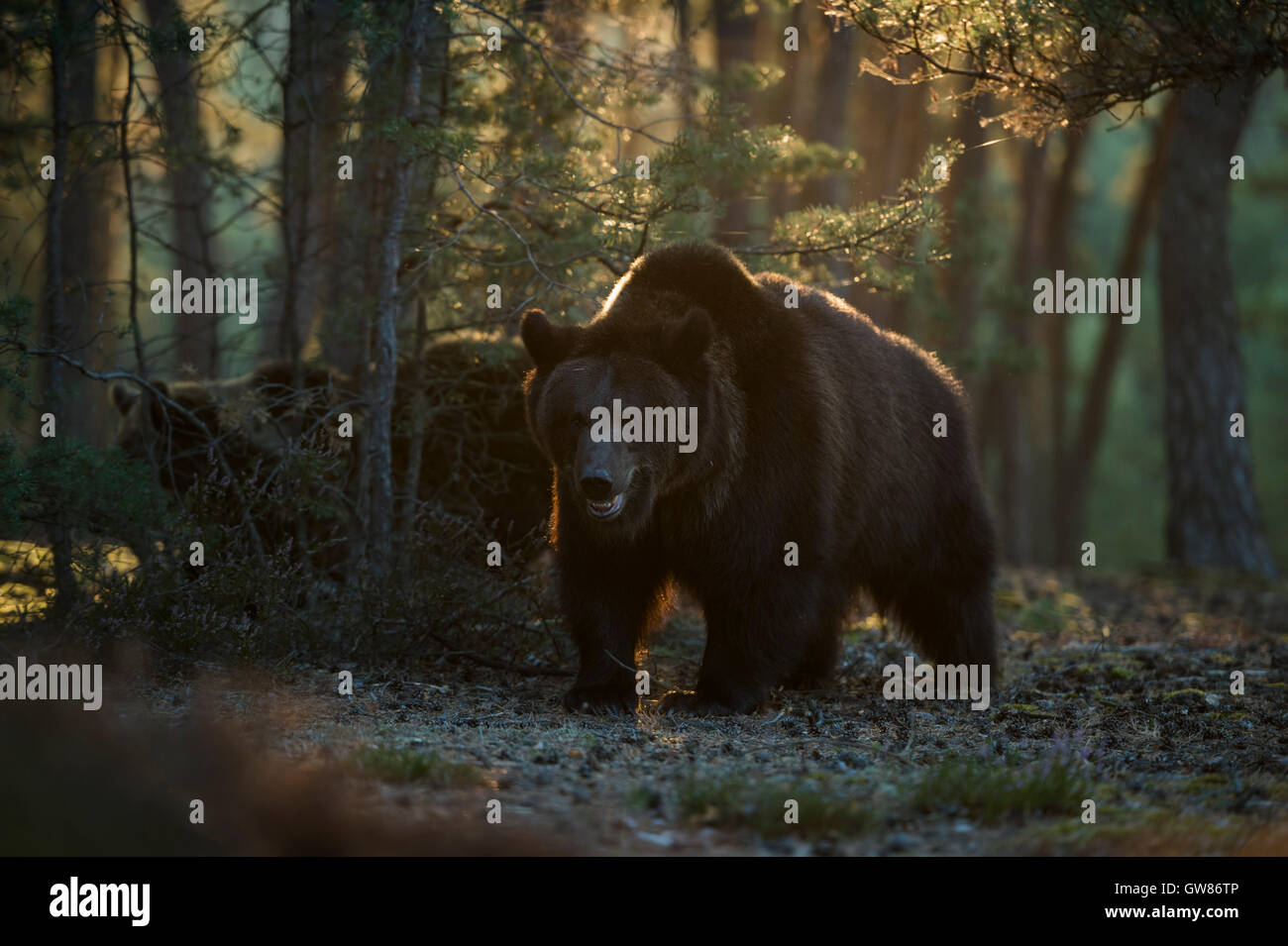 Ours bruns d'Europe / Braunbaeren ( Ursus arctos ), puissant et fort, dans une forêt de pins, beau contre-jour tôt le matin, Europe. Banque D'Images