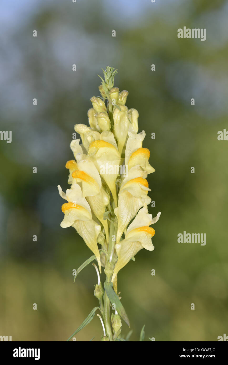 La linaire commune Linaria vulgaris - Banque D'Images