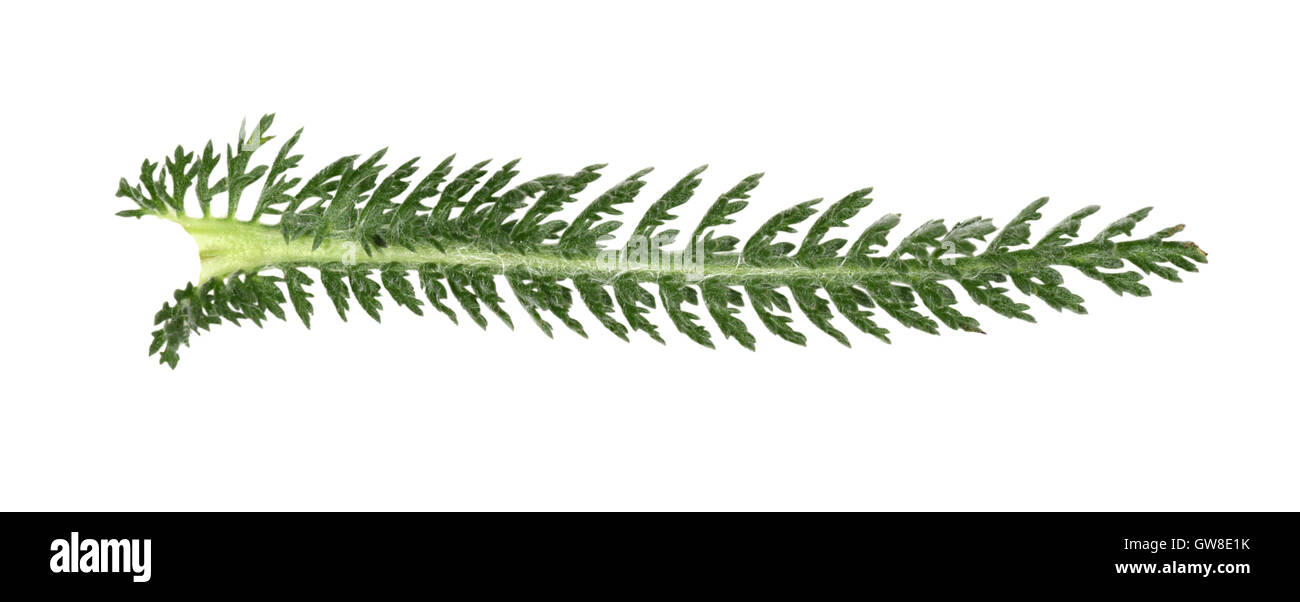 Achillée millefeuille - Achillea millefolium Banque D'Images