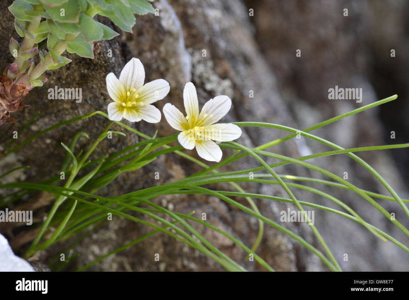 Snowdon Lily - Gagea serotina Banque D'Images
