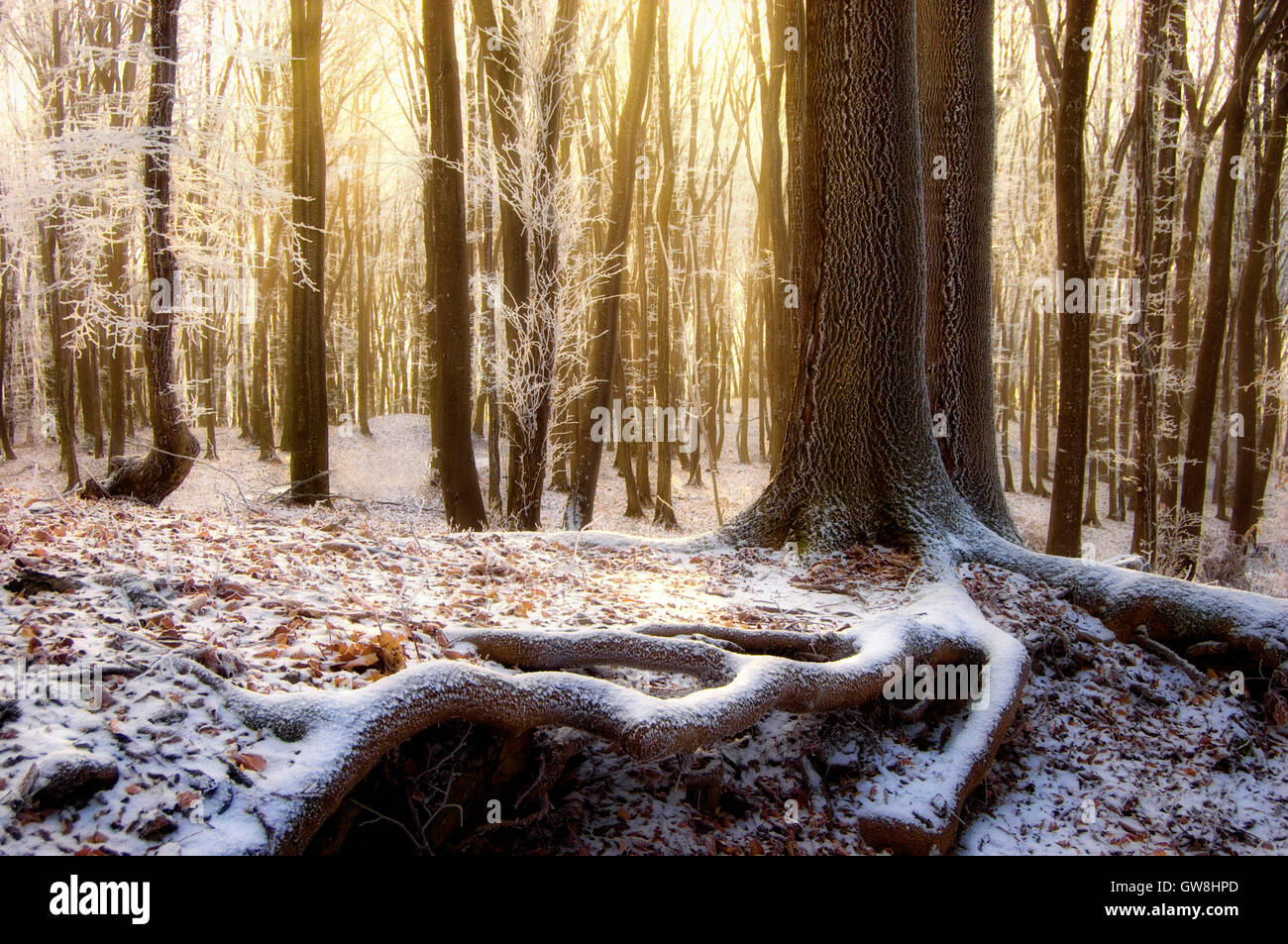 Coucher du soleil hiver paysage avec arbres gelés Banque D'Images