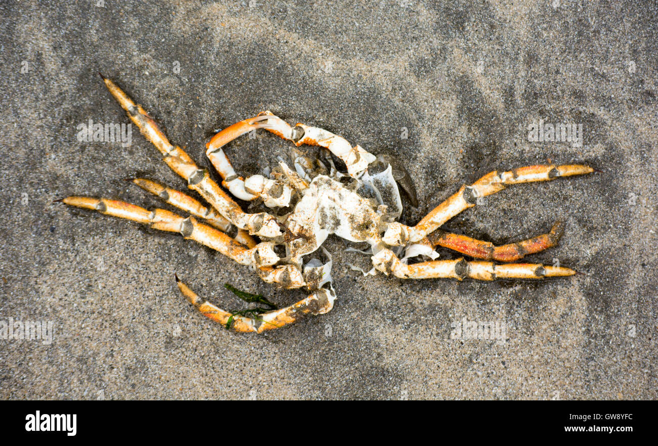 Squelette d'un crabe. Une chose commune pour les marcheurs de la plage. Banque D'Images