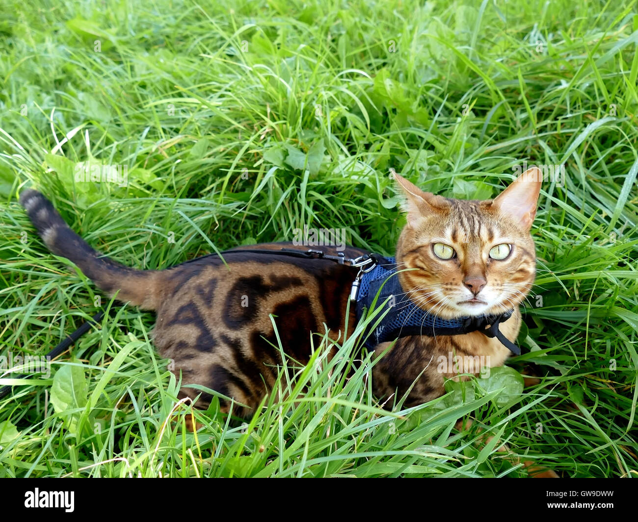 Bengal chat sur un harnais et une laisse allongé dans l'herbe Photo Stock -  Alamy