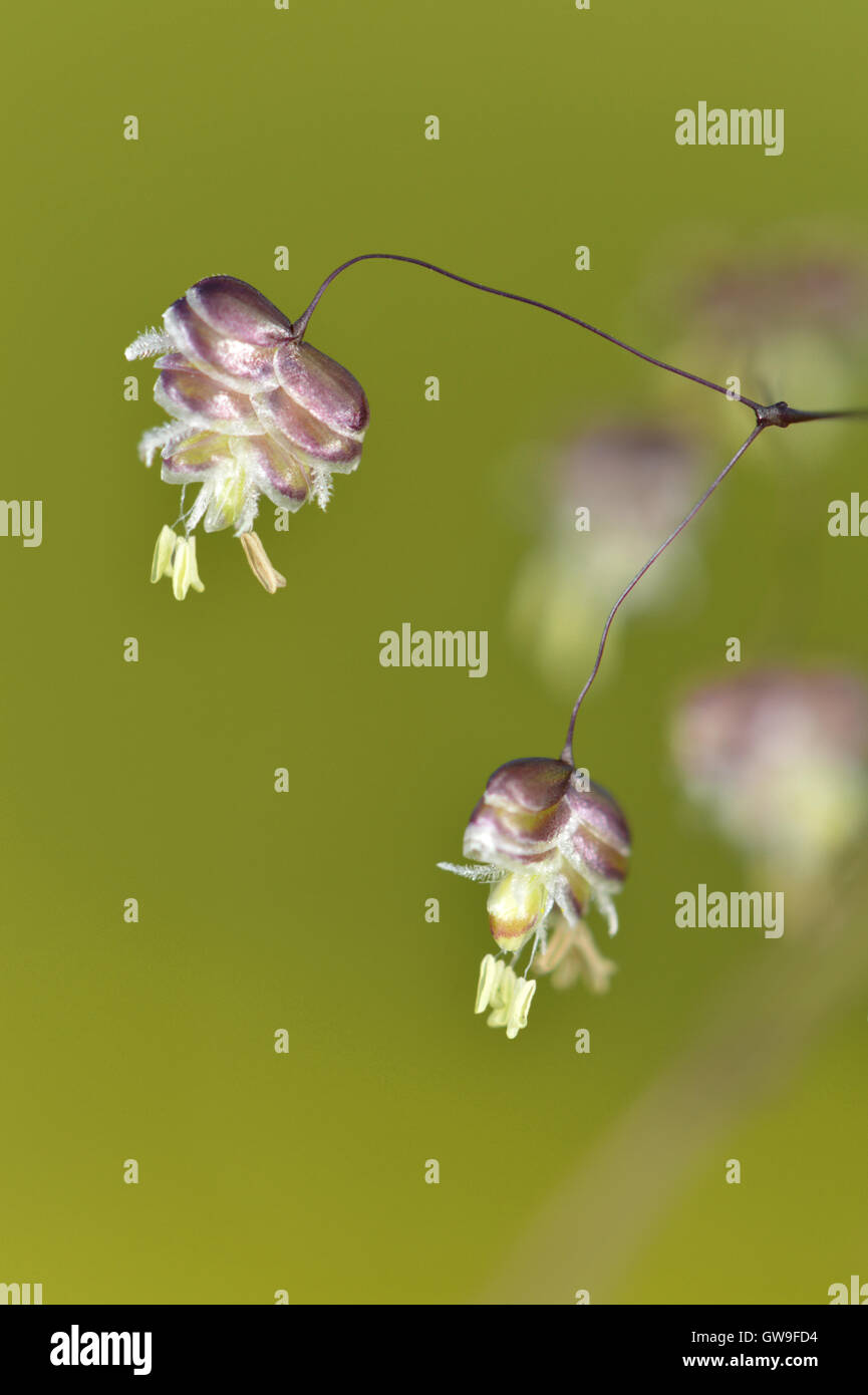 Quaking grass-commun - Briza media Banque D'Images