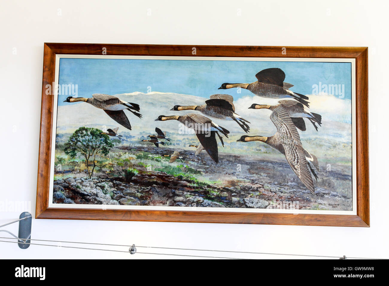 Sir Peter Scott's peinture 'Nenes sur Mauna Loa" au centre de Slimbridge Wetland, Slimbridge, Gloustershire Banque D'Images