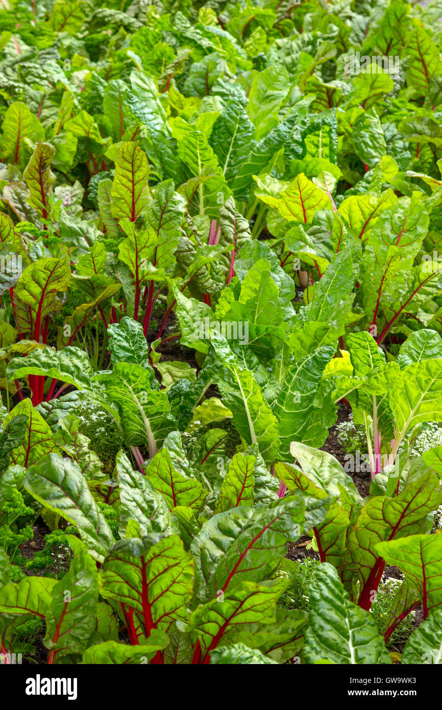 La culture de la betterave dans un jardin potager Banque D'Images