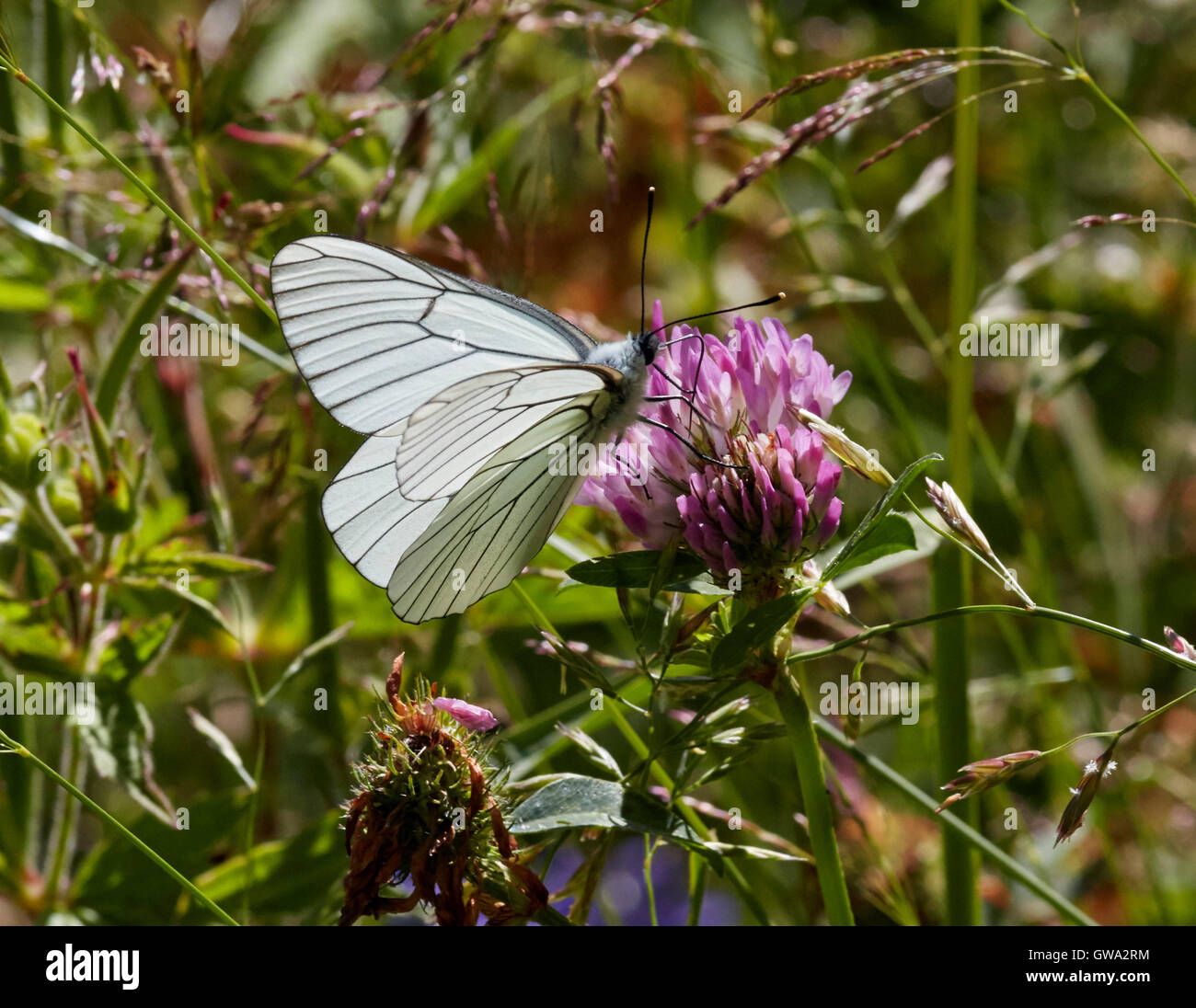 Nectar blanc veiné de noir sur le trèfle. Le Chinaillon, Le Grand Bornand, Haute-Savoie, France. Banque D'Images