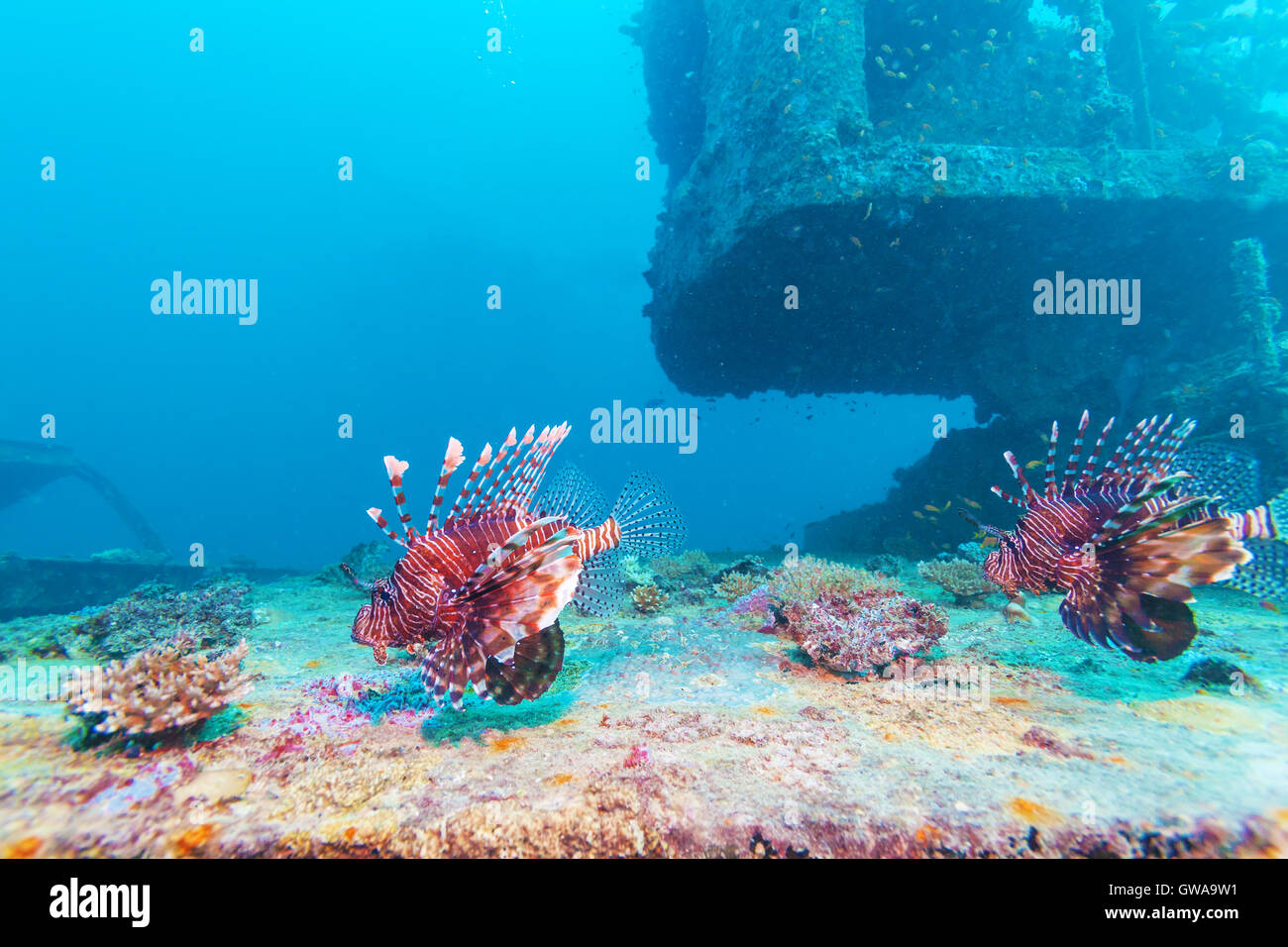 Devil firefish (Pterois miles) près de l'épave, Maldives Banque D'Images