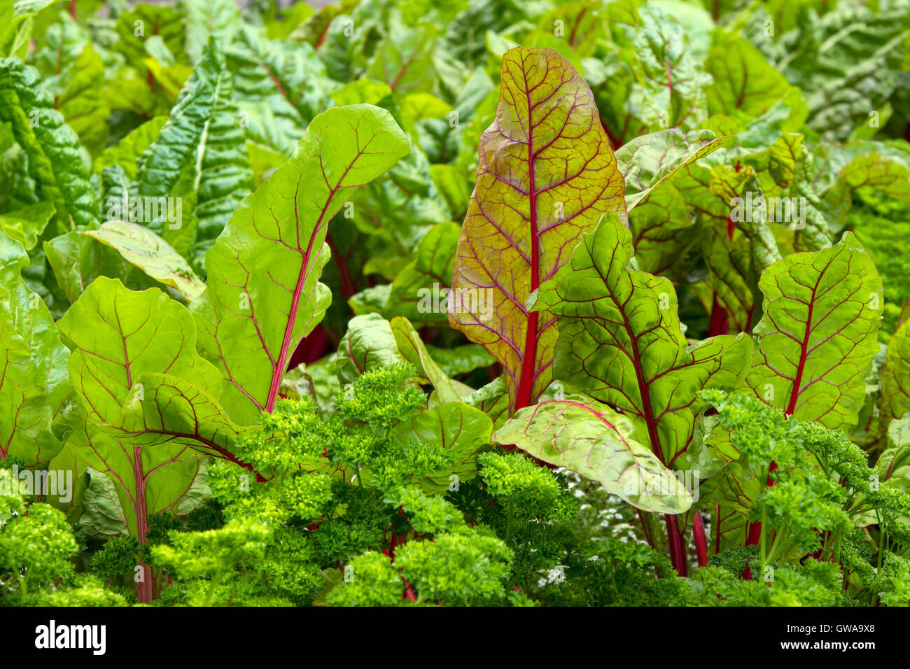 Potager avec de la betterave et le persil Banque D'Images