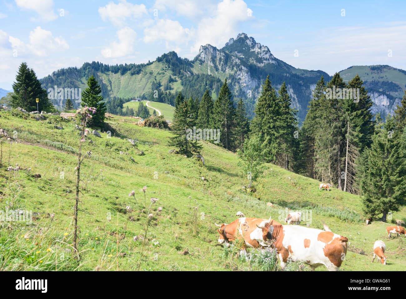 Chiemgauer Alpen, Alpes de Chiemgau : vaches au pâturage d'Piesenhauser. vue montagne Hochalm, Kampenwand Allemagne, Bayern, Bava Banque D'Images