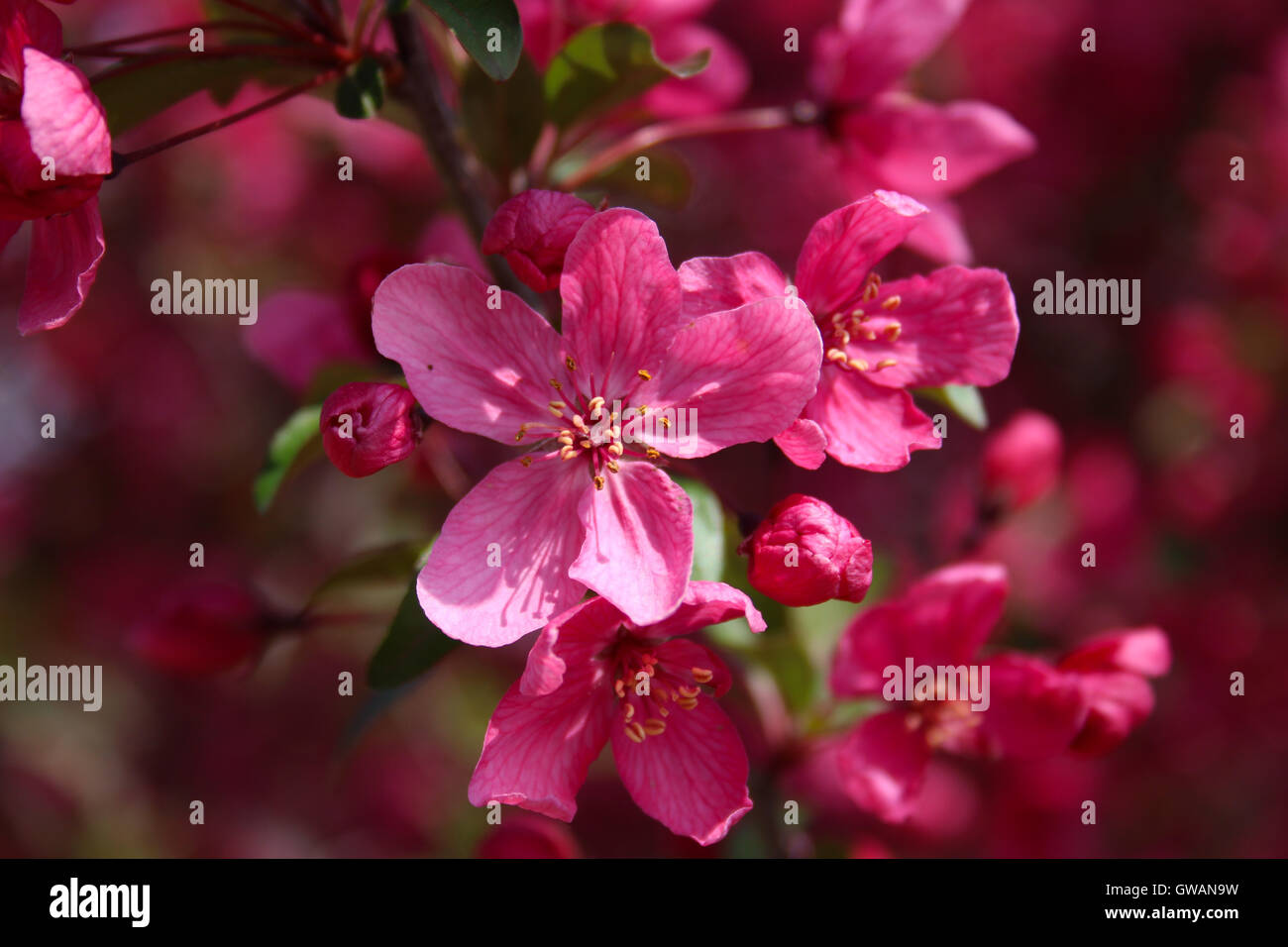 Un gros plan de rose fleur fleurs pommetier (Malus sp.) au printemps Banque D'Images