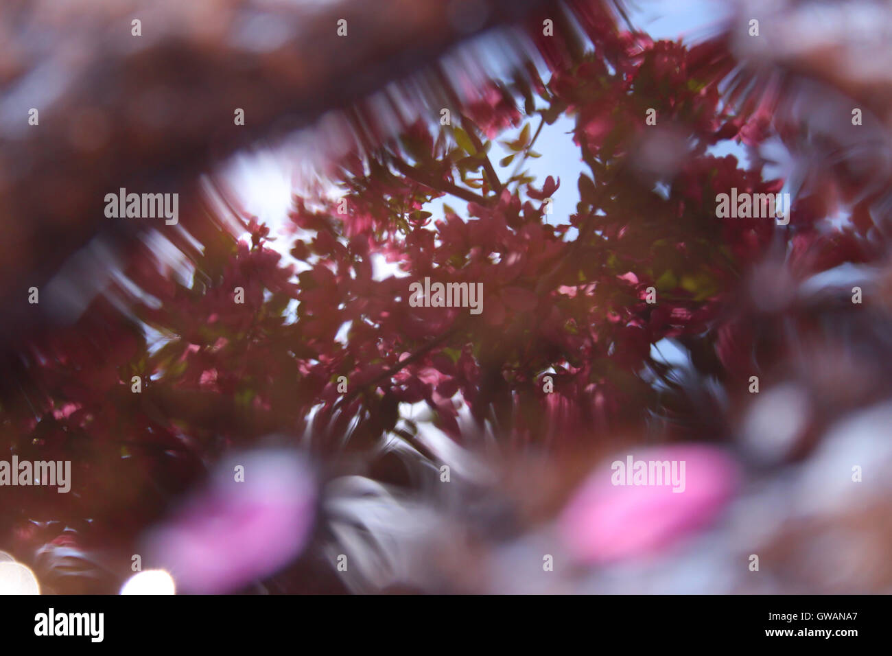 Une réflexion de fleurs de pommier (Malus sp.) dans une flaque Banque D'Images
