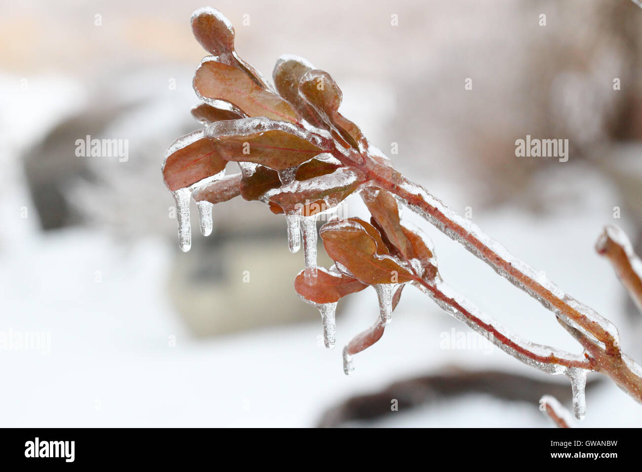 Un groupe de quatre-feuilles (Myrica pensylvanica) enfermé dans la glace Banque D'Images