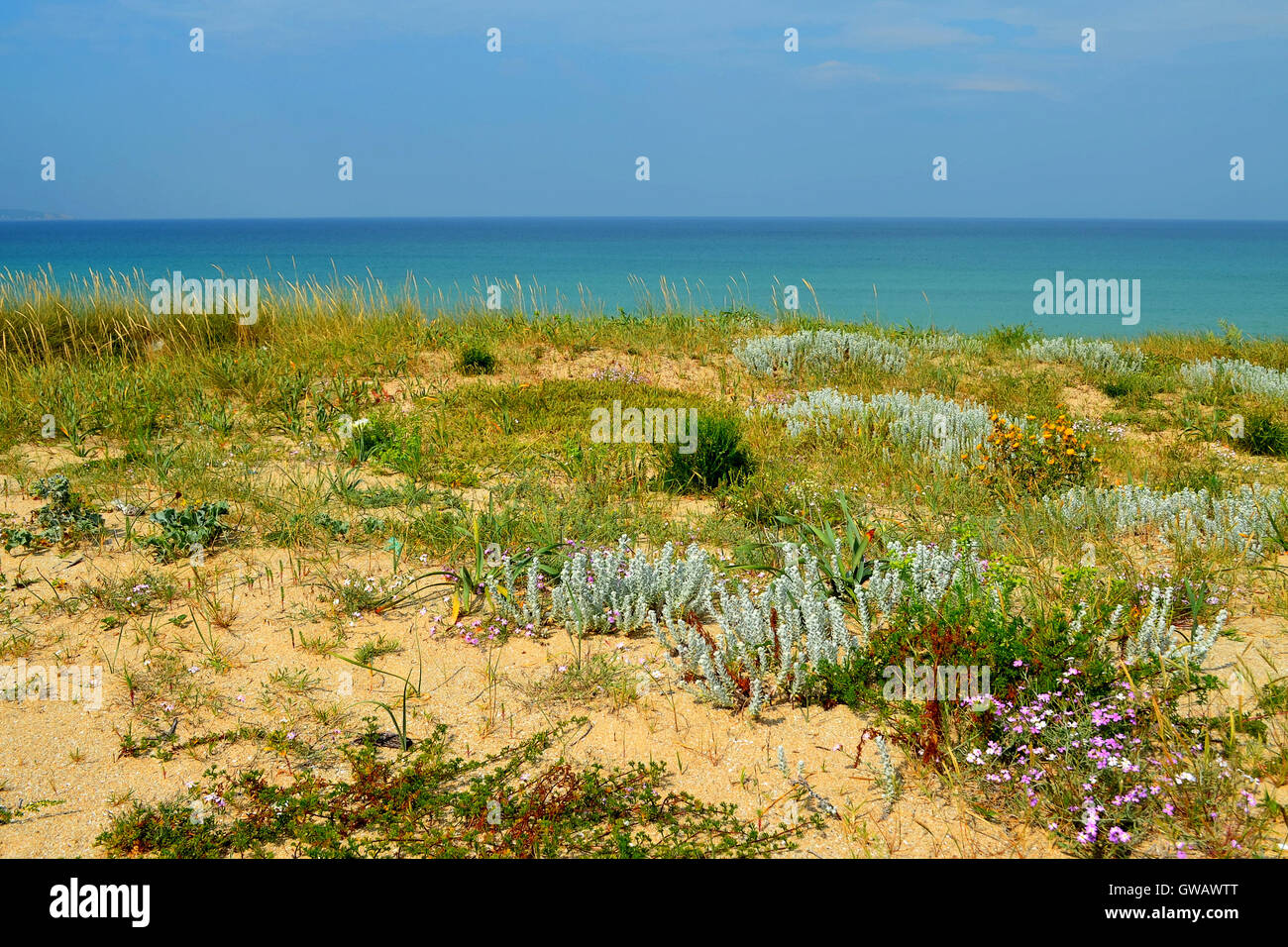 Différentes plantes et fleurs qui poussent dans un parc naturel de dunes de la plage de Lanzada, en Galice, Espagne Banque D'Images