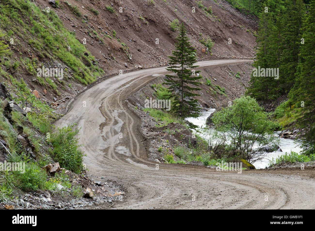 La masse courbe étroite route rurale entourée de montagnes abruptes, petite rivière et lone sapin dans la région de l'Altaï (Russie). Banque D'Images