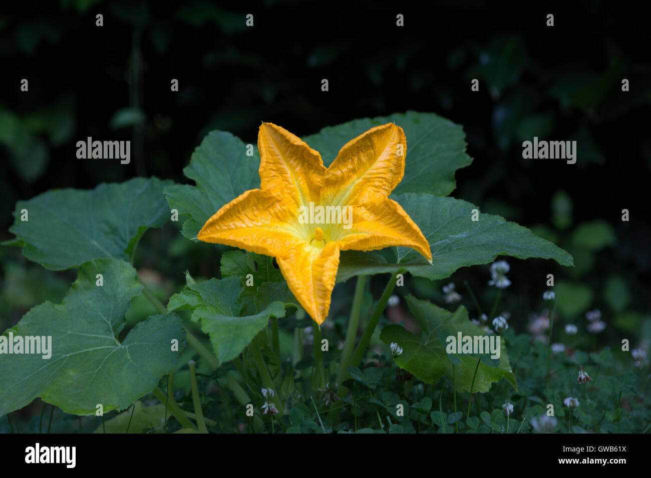 Fleur mâle d'une plante en fleurs de citrouille Banque D'Images
